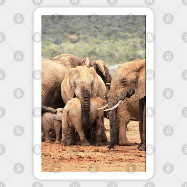 African Wildlife Photography Elephant Bodyguard Sticker by PathblazerStudios